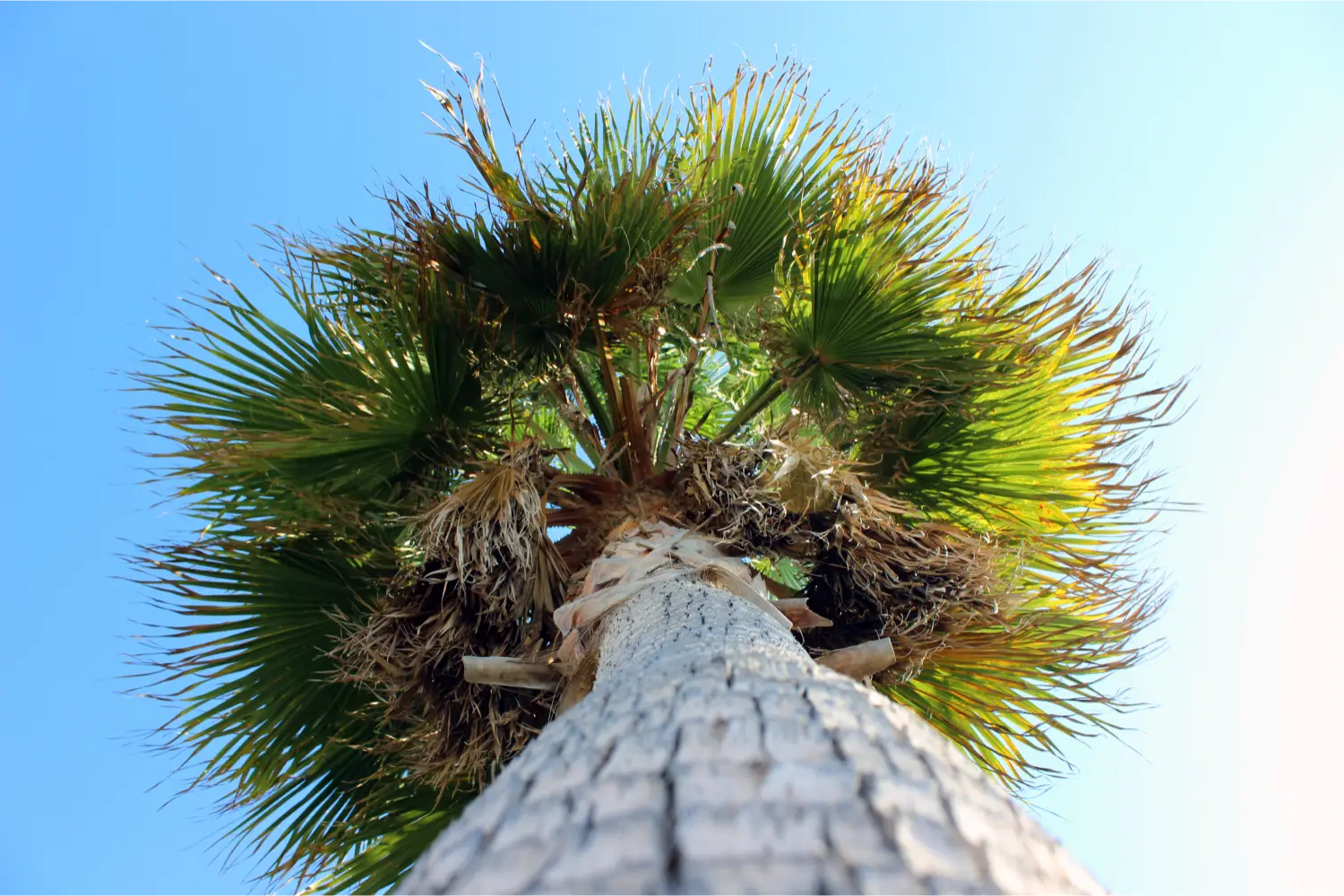 A palm tree in Kardamena