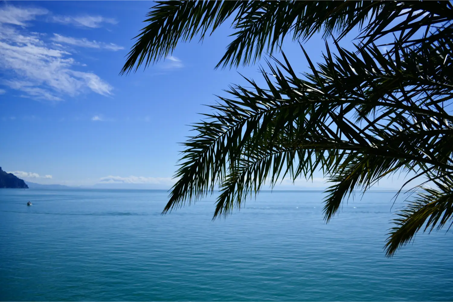 The leaves of a palm tree next to the blue sea of Telendos