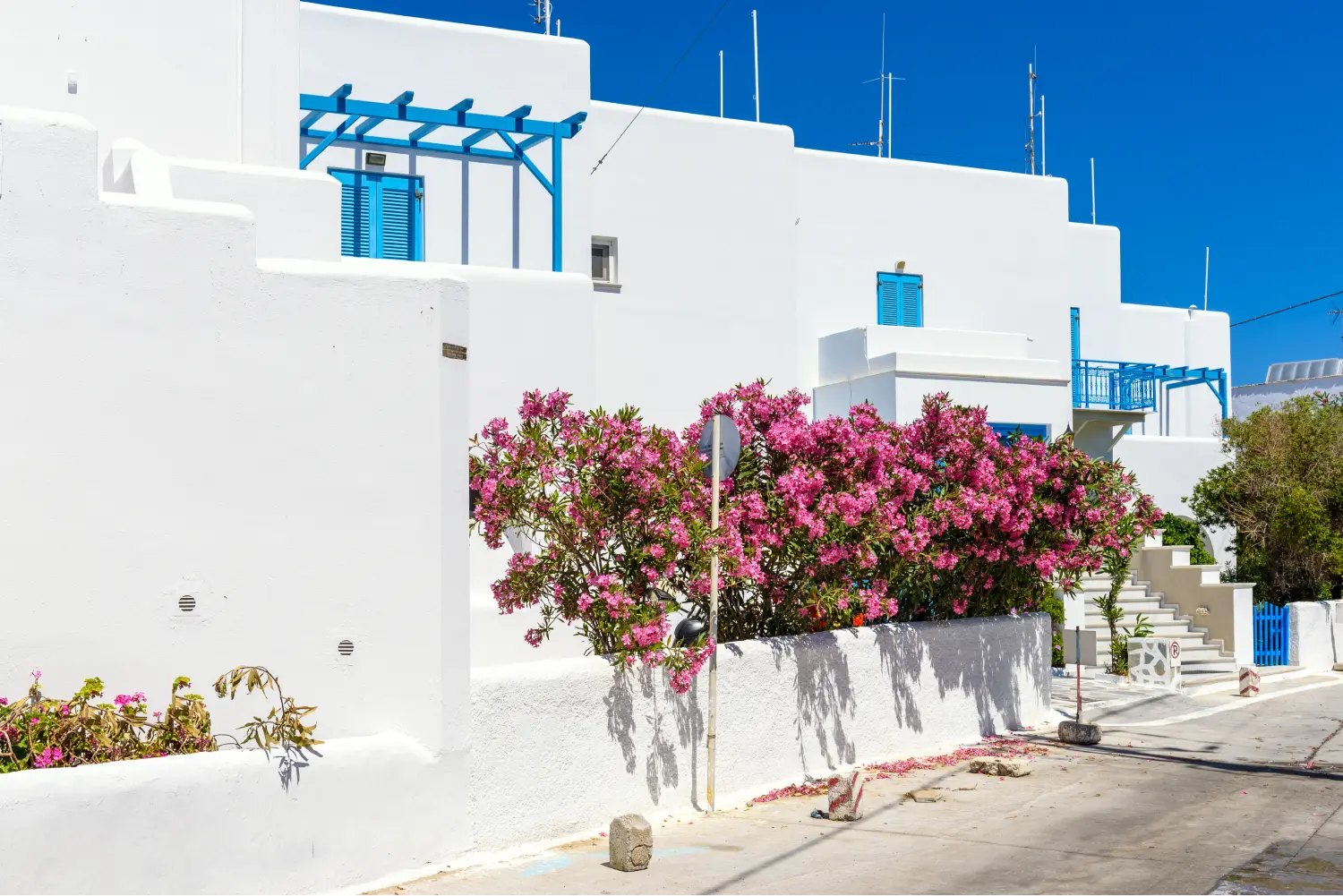 A lively pink bougainvillea in a traditional cycladic house in Naxos
