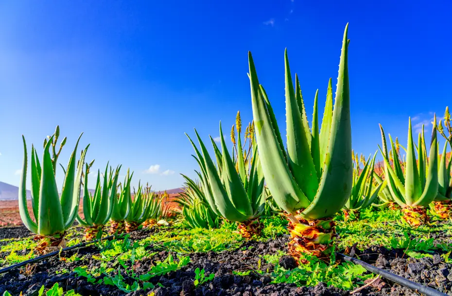 Aloe vera plants field in Fuerteventura