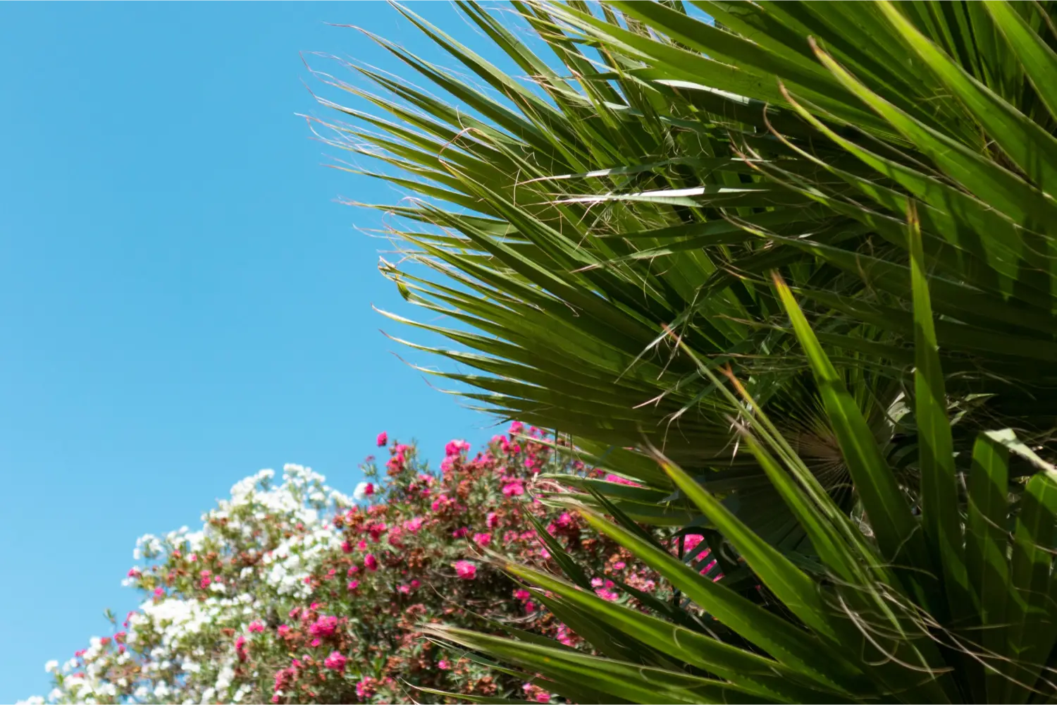 Colorful flowers and a pine tree with the blue sky as background in Tilos