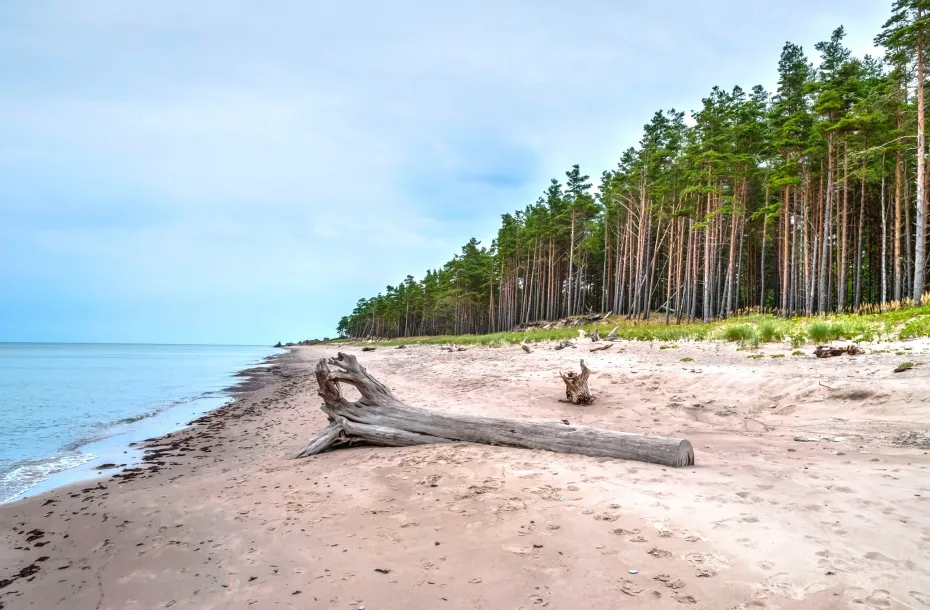 Scenic beach with forest in Liepaja, Latvia