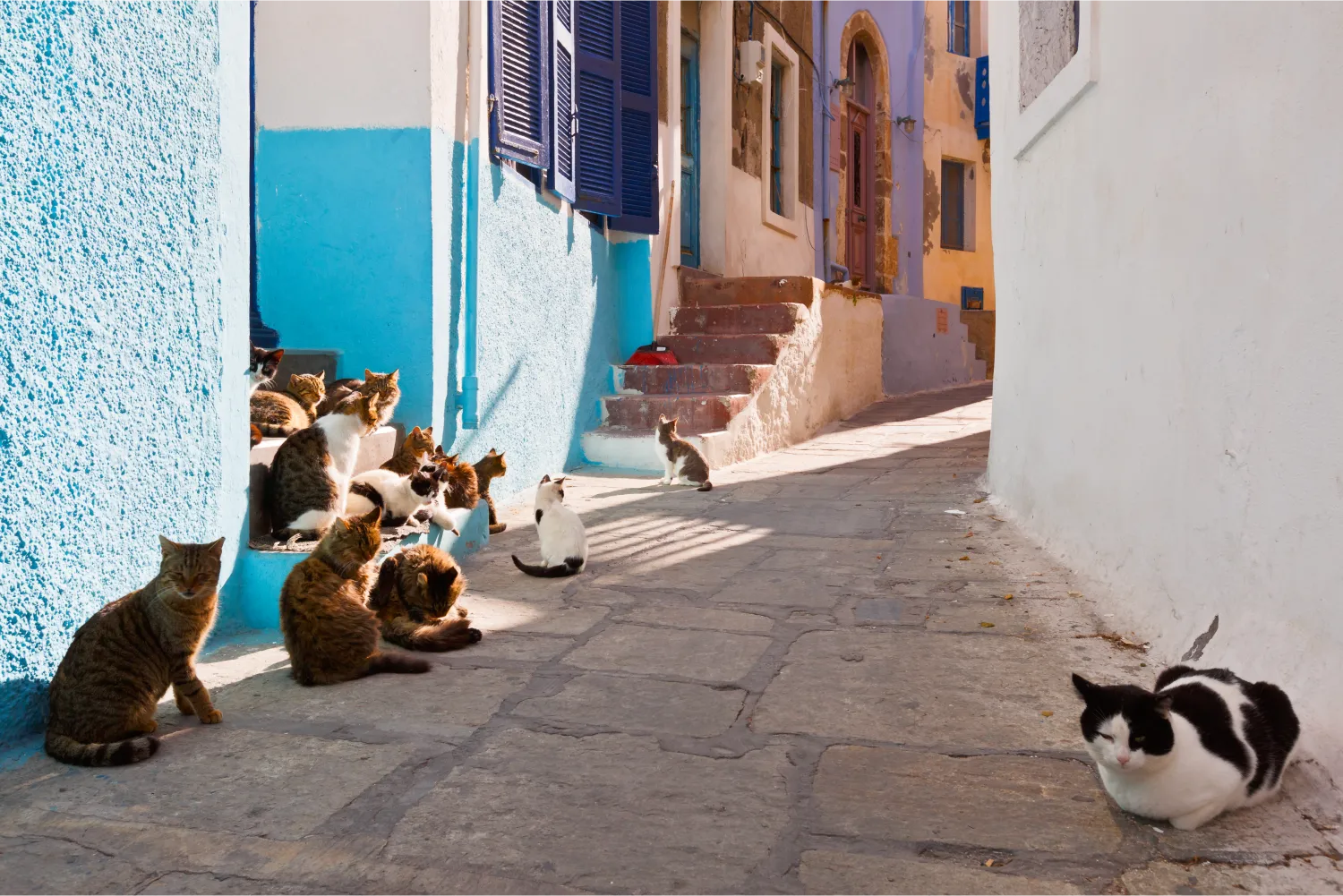 Cats In A Street Of Mandraki Village in Nisyros
