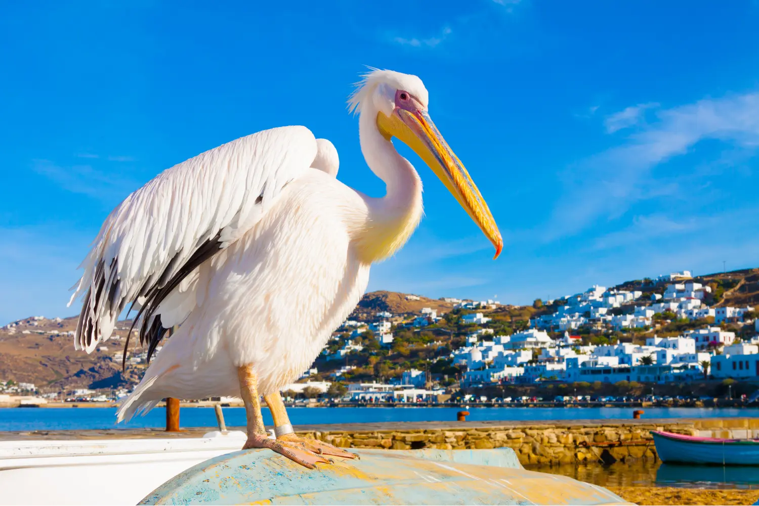 The pelican named Petros at the windmills of Mykonos