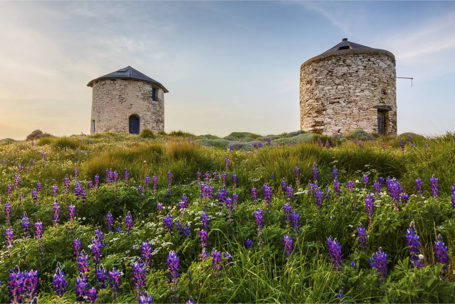 Fourni Windmills And Spring Flowers In Fourni Island, Greece