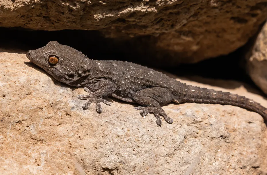 Cute wall gecko resting on a rock in La Gomera